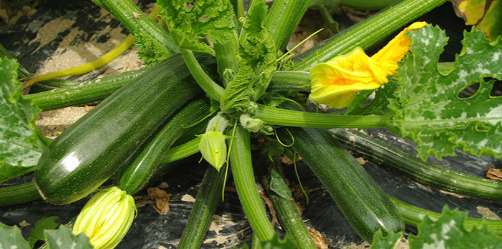 courgettes 
