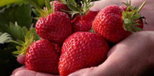Cueillez les fraises