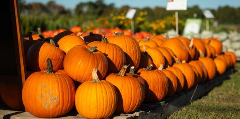 Pas d'Halloween sans CITROUILLE !