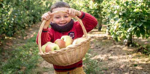 Conseil récolte Pommes 