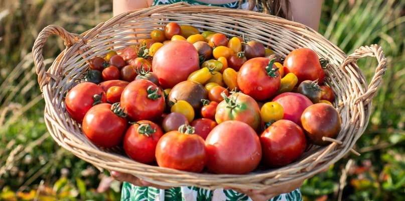 tomates