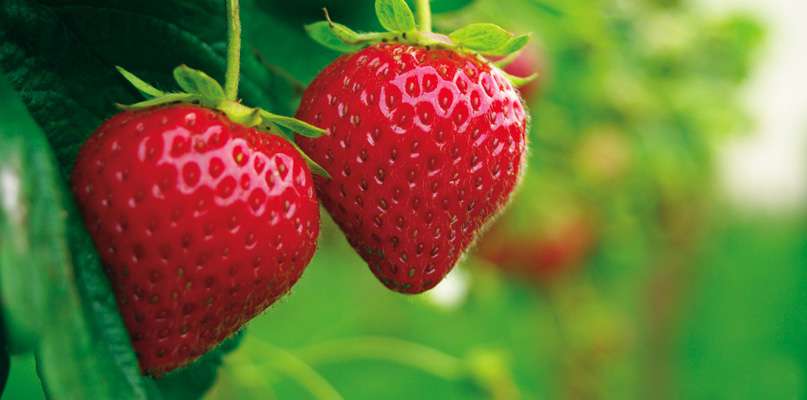 fraises