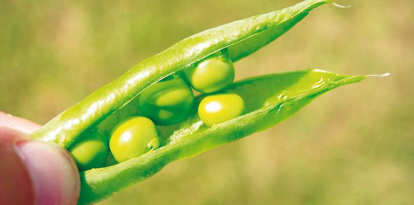 petits-pois