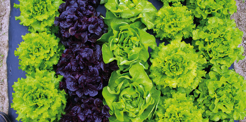 salades