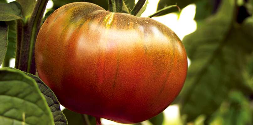 tomates-anciennes