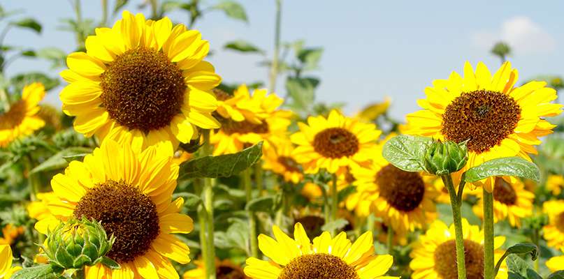 tournesols