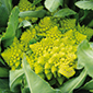 Ferme de Rutel Chou romanesco