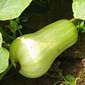 Ferme de Rutel Le butternut