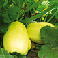 Ferme de Rutel La courge spaghetti