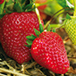 Ferme de Rutel Fraises de saison