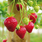 Ferme de Rutel Fraises remontantes