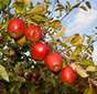 Ferme de Rutel Braeburn