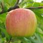 Ferme de Rutel Pinkgold (Leratess)
