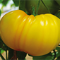 Ferme de Rutel Tomate ananas