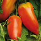 Ferme de Rutel Tomate des Andes