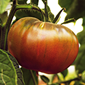 Ferme de Rutel Tomate noire de Crimée