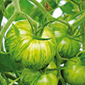 Ferme de Rutel Tomate Green Zebra